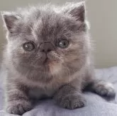 エキゾチックショートヘア