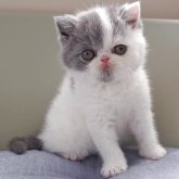 エキゾチックショートヘア