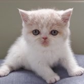 エキゾチックショートヘア