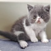 エキゾチックショートヘア