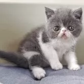 エキゾチックショートヘア