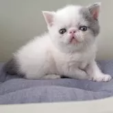 エキゾチックショートヘア