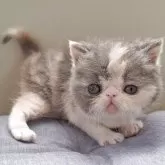 エキゾチックショートヘア