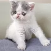 エキゾチックショートヘア【岐阜県・男の子・2025年4月4日・ブルーホワイト】の写真3