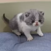 エキゾチックショートヘア【岐阜県・男の子・2025年1月4日・ブルーホワイト】の写真12