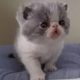 エキゾチックショートヘア【岐阜県・男の子・2025年1月4日・ブルーホワイト】の写真13