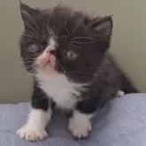 エキゾチックショートヘア【岐阜県・男の子・2025年3月12日・ブラックホワイト】の写真13