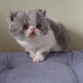 エキゾチックショートヘア【岐阜県・男の子・2025年1月4日・ブルーホワイト】の写真14