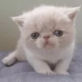 エキゾチックショートヘア【岐阜県・男の子・2025年7月7日・クリームホワイト】の写真6