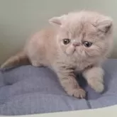 エキゾチックショートヘア【岐阜県・女の子・2025年4月14日・クリーム】の写真3