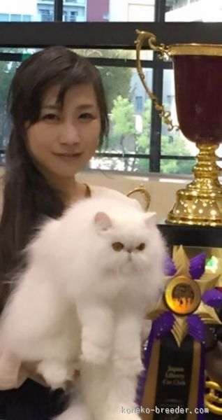 猫ちゃん大好きな親子がキャッテリーをしています。宜しくお願いいたします(^_^)｜寺林　秀子(てらばやし　ひでこ)ブリーダー(兵庫県・ペルシャ(チンチラ)など・国内血統書登録)の紹介写真3