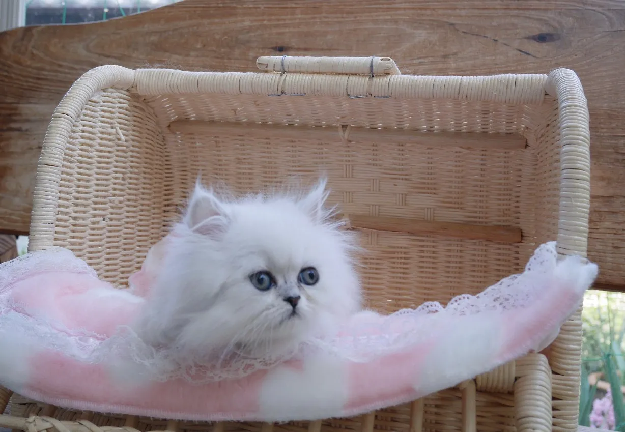 ID：1703-00962の子猫