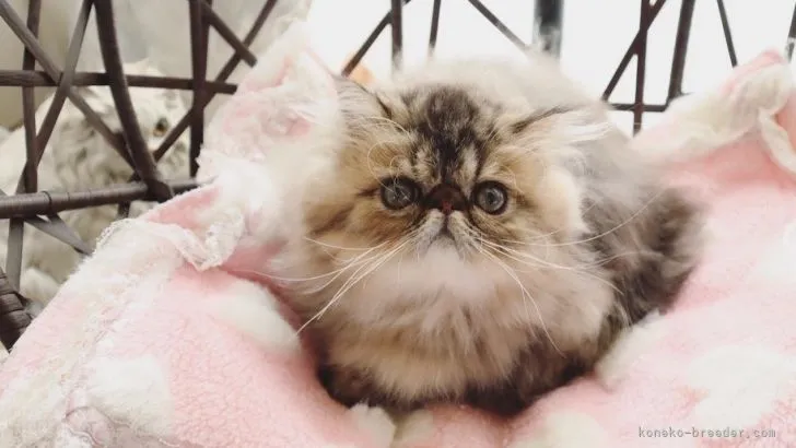 ID:2108-01866の子猫