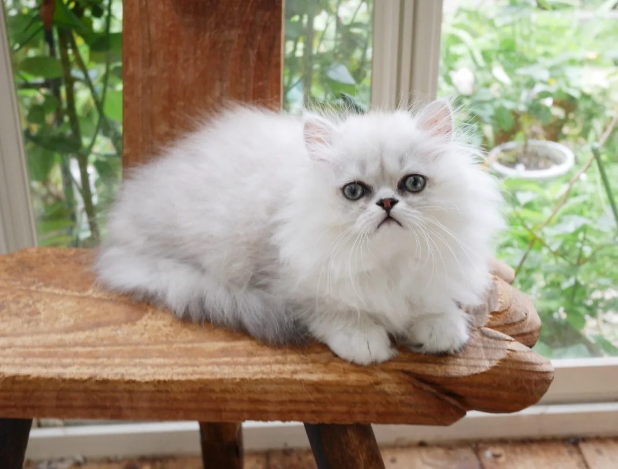 ID：1706-00574の子猫