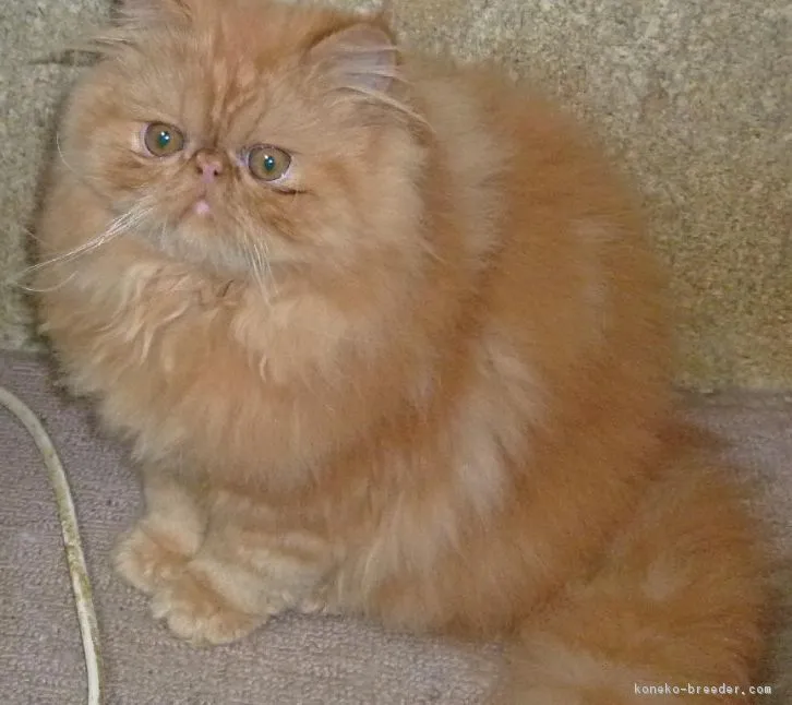 ID：1605-00009の子猫