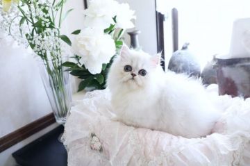 ペルシャ(チンチラ)【兵庫県・女の子・2019年2月14日・チンチラシルバー】の写真「マイクロチップ装着」