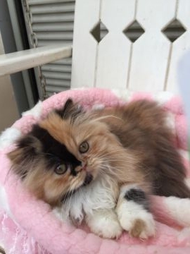 ペルシャ【兵庫県・女の子・2016年11月17日・キャリコ】の写真「パパは、グランドチャンピオンです♪」