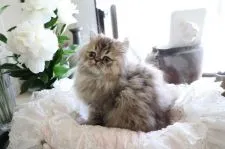 ペルシャ(チンチラ)【兵庫県・男の子・2019年2月14日・チンチラゴールデン】の写真2