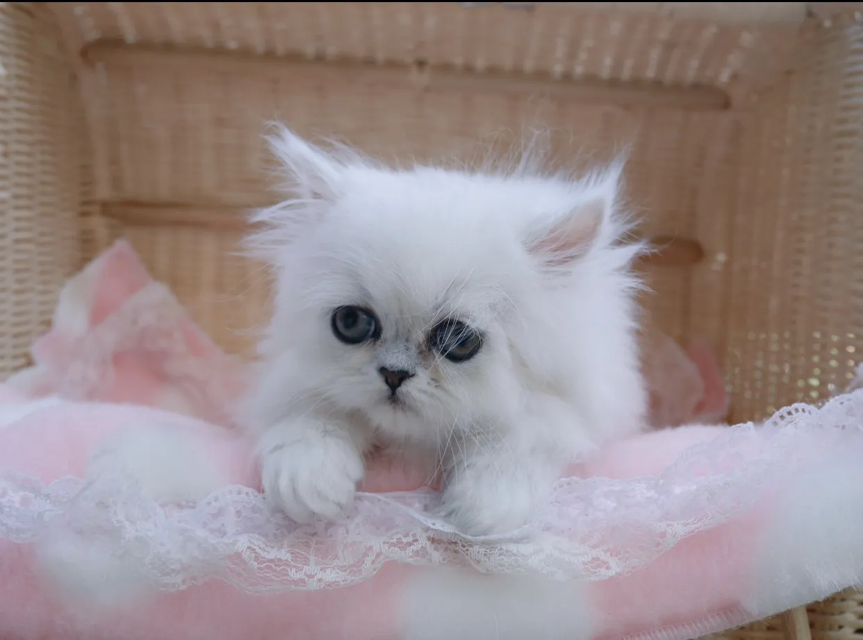 ペルシャ(チンチラ)【兵庫県・男の子・2017年2月15日・チンチラシルバー】の写真3