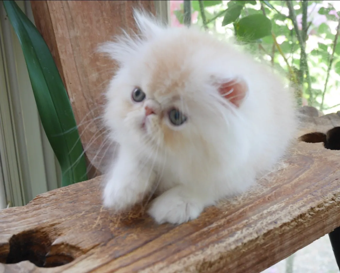 ペルシャ【兵庫県・男の子・2017年3月25日・クリーム&ホワイト】の写真4