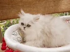 ペルシャ(チンチラ)【兵庫県・男の子・2017年2月15日・チンチラシルバー】の写真4