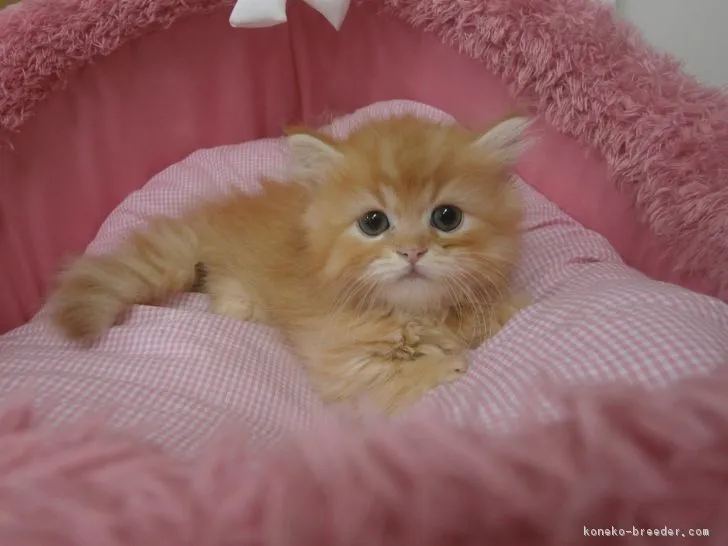 ID：1709-00570の子猫