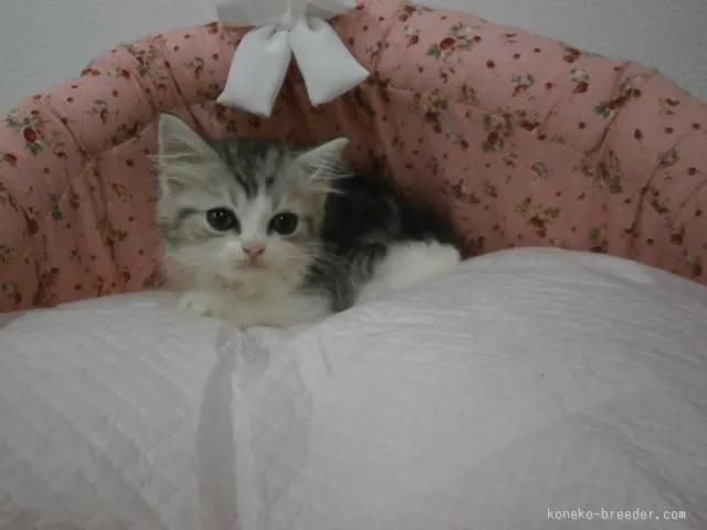 ID:1508-00009の子猫