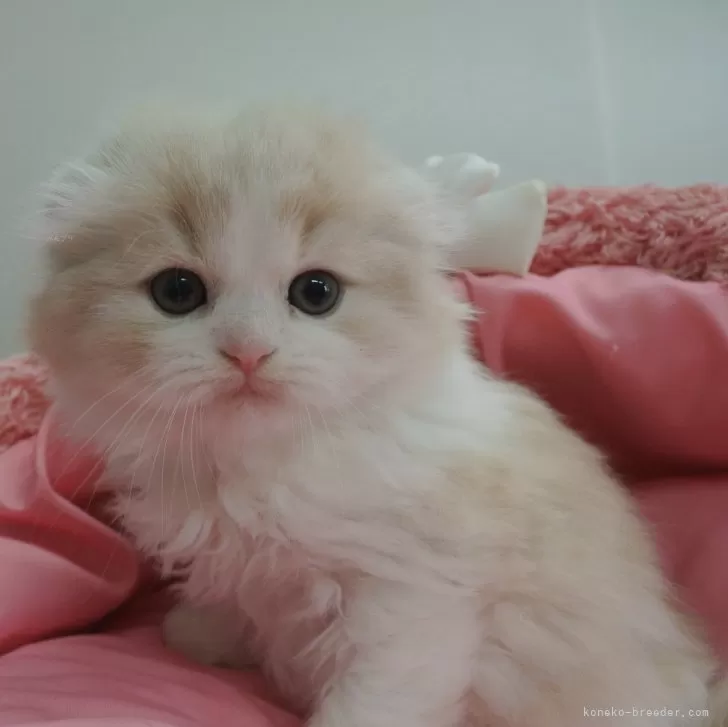 ID：2402-02054の子猫