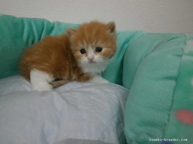 ID：1604-00302の子猫