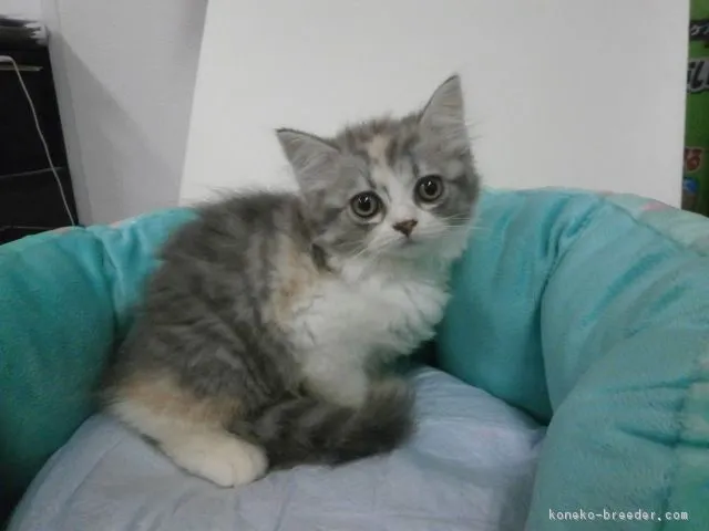 ID:1607-00161の子猫