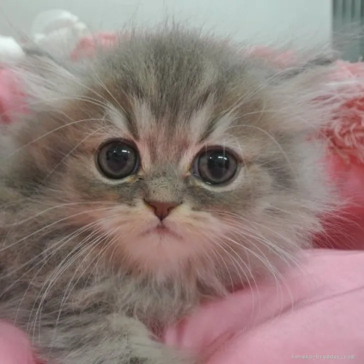 ID：2311-01614の子猫