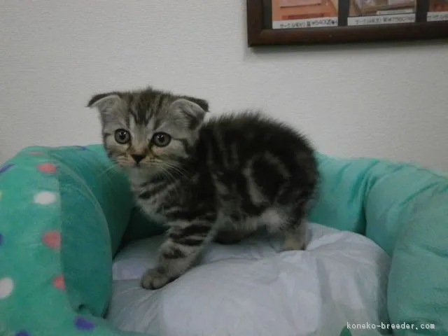 ID:1605-00523の子猫