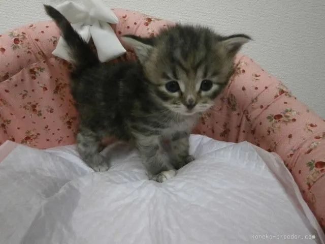 ID：1601-00212の子猫