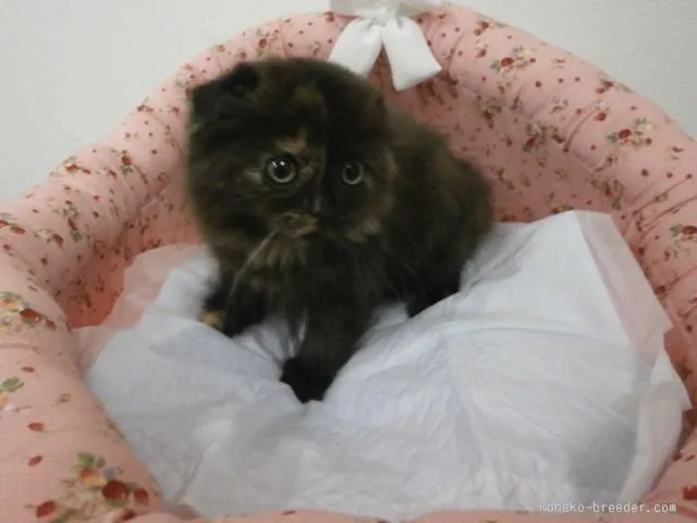 ID:1509-00022の子猫