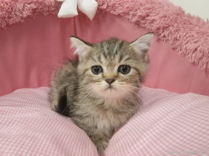 ID：1709-00936の子猫