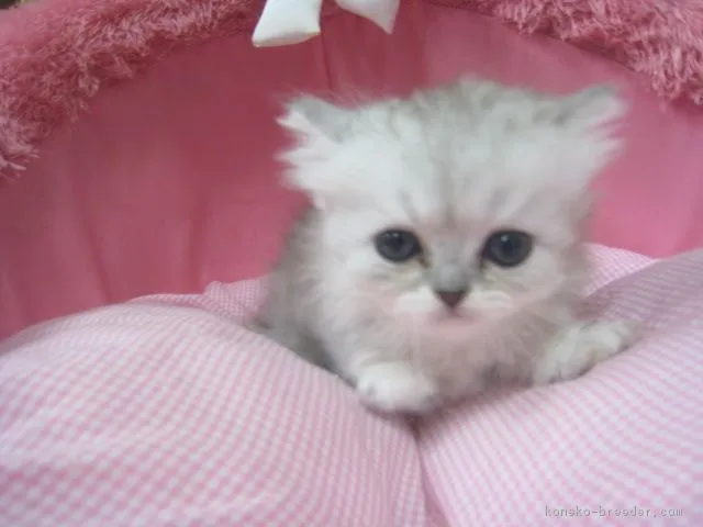 ID：1805-00662の子猫