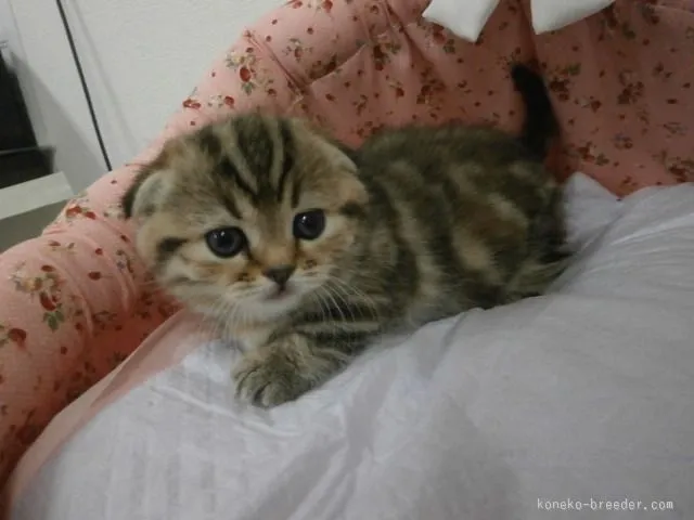 ID:1511-00383の子猫