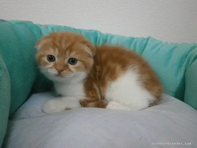 ID：1605-00589の子猫