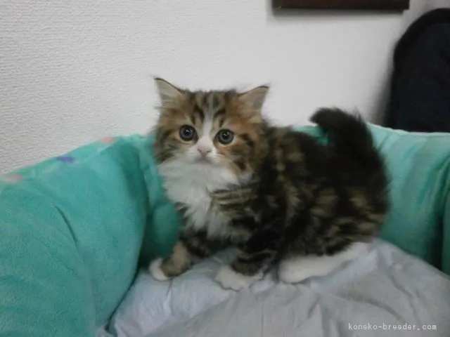 ID:1604-00617の子猫