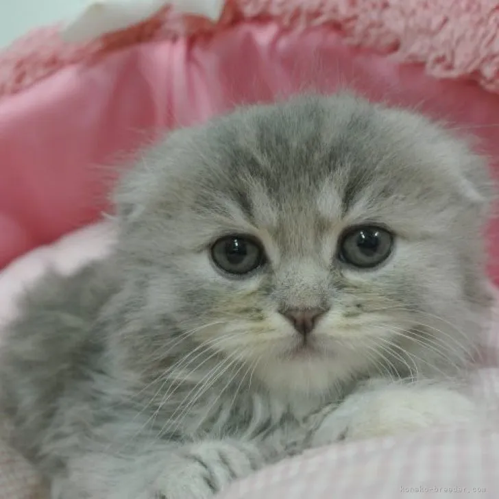 ID：2305-00585の子猫
