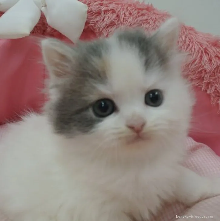 ID：2305-01435の子猫