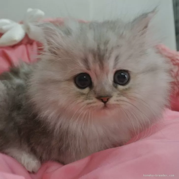 ID：2403-00116の子猫