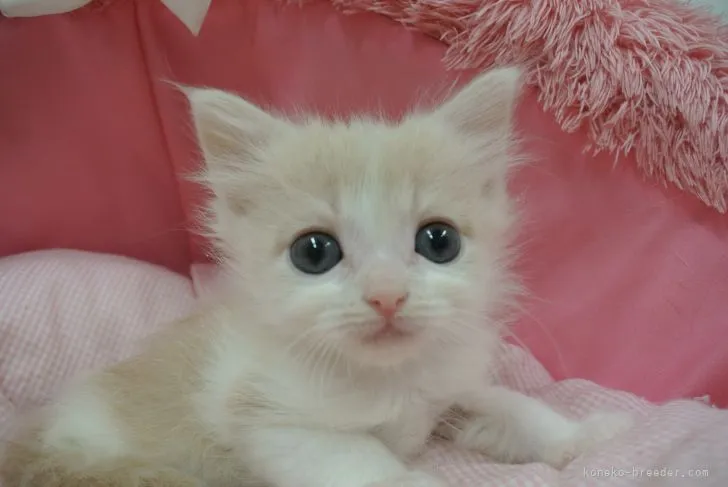ID：2205-02171の子猫