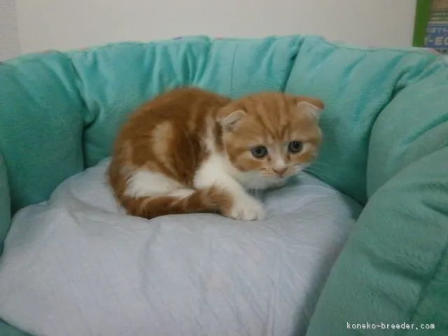 ID：1608-00639の子猫