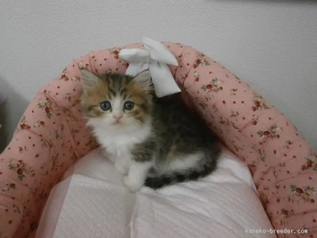 ID:1507-00537の子猫