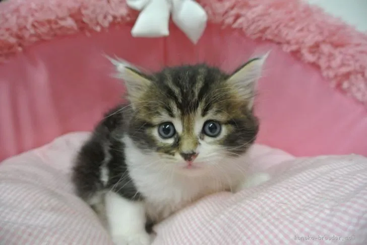 ID：2007-01658の子猫