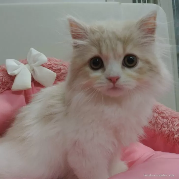 あや 様のお迎えした子猫