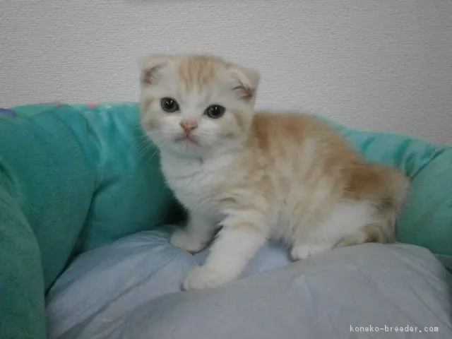 ID：1606-00476の子猫