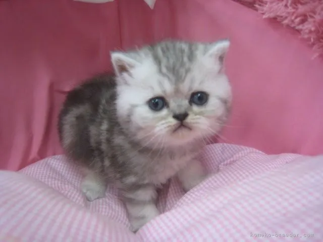 ID：1804-01158の子猫