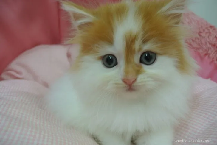 ID：2201-00877の子猫